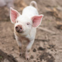 В Башкирию запретили ввозить свинину из соседнего Татарстана