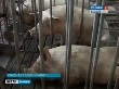 Тамбовская область: Не допустить африканской чумы свиней