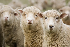 Под Астраханью инспекторы ДПС «задержали» 300 овец без документов