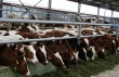 В Костромской области поголовье крупного рогатого скота мясного направления увеличилось на 25%.