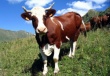 В Ростовской области будут субсидировать производство говядины