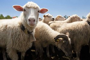 В Рязанской области открылась ферма на 1000 голов мелкого рогатого скота