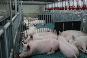 На свиноводческие предприятия ГК «Надеево» приходит новый собственник