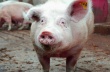 Более 300 свиней уничтожено в Ростовской области из-за вспышки АЧС