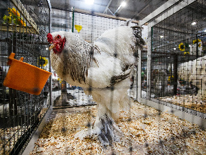 В Анапском районе Краснодарского края продается Витязевская птицефабрика