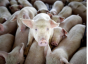 Более 15 тысяч свиней предприятия Московской области не достаточно защищены от АЧС