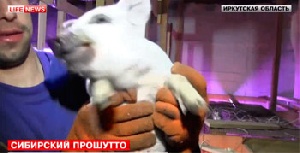 Венгерские свиньи для производства хамона сгорели на ферме в Ангарске
