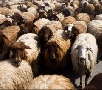 За год кубанских свиней стало меньше на 60%