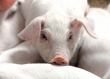 Источником свиной диареи в Канаде стали зараженные корма