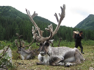 На Чукотке для импортозамещения забьют на 3500 оленей больше