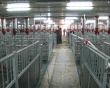 Свиней в новом животноводческом комплексе под Таранаем защитят от Wi-Fi