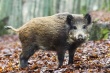 В Псковской области вновь выявлена африканская чума свиней у диких кабанов