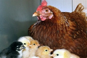 Беларусь частично сняла ограничения с продукции птицеводства Нидерландов