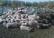 Россельхознадзор проверит свалку свиных трупов в Увельском