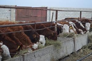  Фермер Бурятии отправит первую партию скота для крупной российской компании 