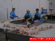 Чрезвычайное положение. Ситуация на птицефабрике "Шекснинская" и комбинате хлебопродуктов становится катастрофической. (Шексна, Вологодская область)