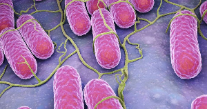 Птицефабрику из Сургута подозревают в реализации мяса с сальмонеллой