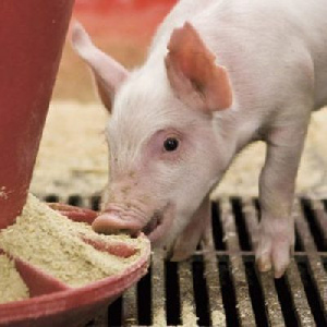 Производитель свинины «Агроэко» получил льготный кредит на ₽5 млрд