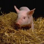 В Приамурье создали три откормочные площадки для свиней