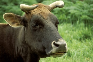 Бешенство у коровы выявлено в Забайкалье