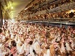 РФ в I полугодии увеличила ввоз мяса птицы на 35%, других видов мяса – на 1,6% - ФТС РФ в I полугодии увеличила ввоз мяса птицы на 35%, других видов мяса – на 1,6% - ФТС