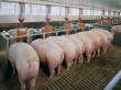 За 9 месяцев 2013 года производство свиней на убой возросло на 12,5%