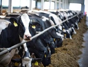 Две молочные фермы и птицефабрику хотят построить в Самарской области