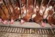 ИМИТ: Россия продолжает активно наращивать производство мяса птицы