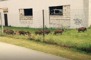 Мэр Риги: рижские кабаны выловлены