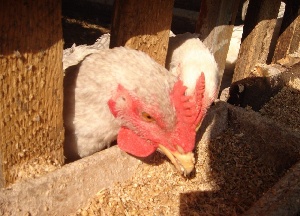 В Красноярск завезли комбикорм с кишечной палочкой и микотоксином