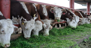 Агрохолдинг «Томский» наращивает производство говядины до 550 тонн в год