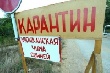 Чума на головы свиней