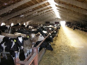 Голландия отказалась от инвестпроектов на Ставрополье из-за санкций