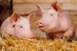 Чили получила статус страны, свободной от классической чумы свиней