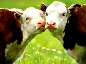 Ученые: тестирование коров на беременность сэкономит Ленобласти 530 млн руб в год
