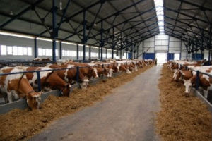 В Саратовской области до конца года введут четыре животноводческих инвестпроекта