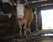 Животноводство Ульяновской области остается «на подъеме»