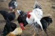 Великобритания: корм для кур можно получать из отходов производства биотоплива