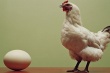 В Украине выросло производство мяса и субпродуктов птицы 