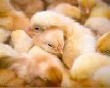 Досмотр и оформление суточных цыплят из Германии для «Птицефабрика «Башкирская»