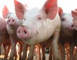 Япония намерена снять ограничения на импорт свинины из Мексики