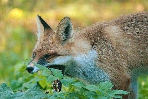 В Орловской области снят карантин по бешенству животных