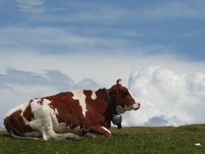 Якутия и Монголия намерены развивать сотрудничество в сфере АПК
