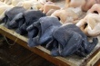 Фермер из Крымского района разводит кур с черным мясом