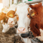 Суд не стал признавать банкротом учредителя воронежского производителя говядины «Заречное»
