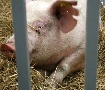 На Кубани в очагах АЧС около 1,2 тыс. свиней исчезло и не было уничтожено