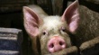 Инспекторы задержали 240 свиней, нелегально привезенных в Томск