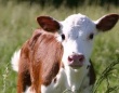 В Китае первая генетически модифицированная корова родила теленка