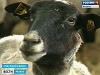 В Спасском районе Рязанской области разводят «царских» овец