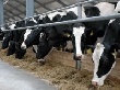 Буренки из США поселились в Исетском районе Тюменской области Буренки из США поселились в Исетском районе Тюменской области